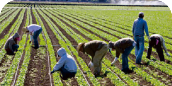 Agriculture／農業